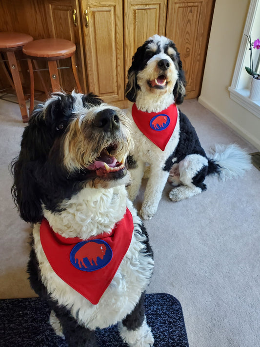 Pet scarf
